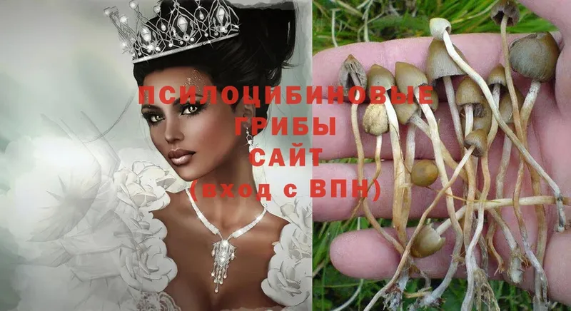 купить  цена  omg как войти  Галлюциногенные грибы Magic Shrooms  Чегем 